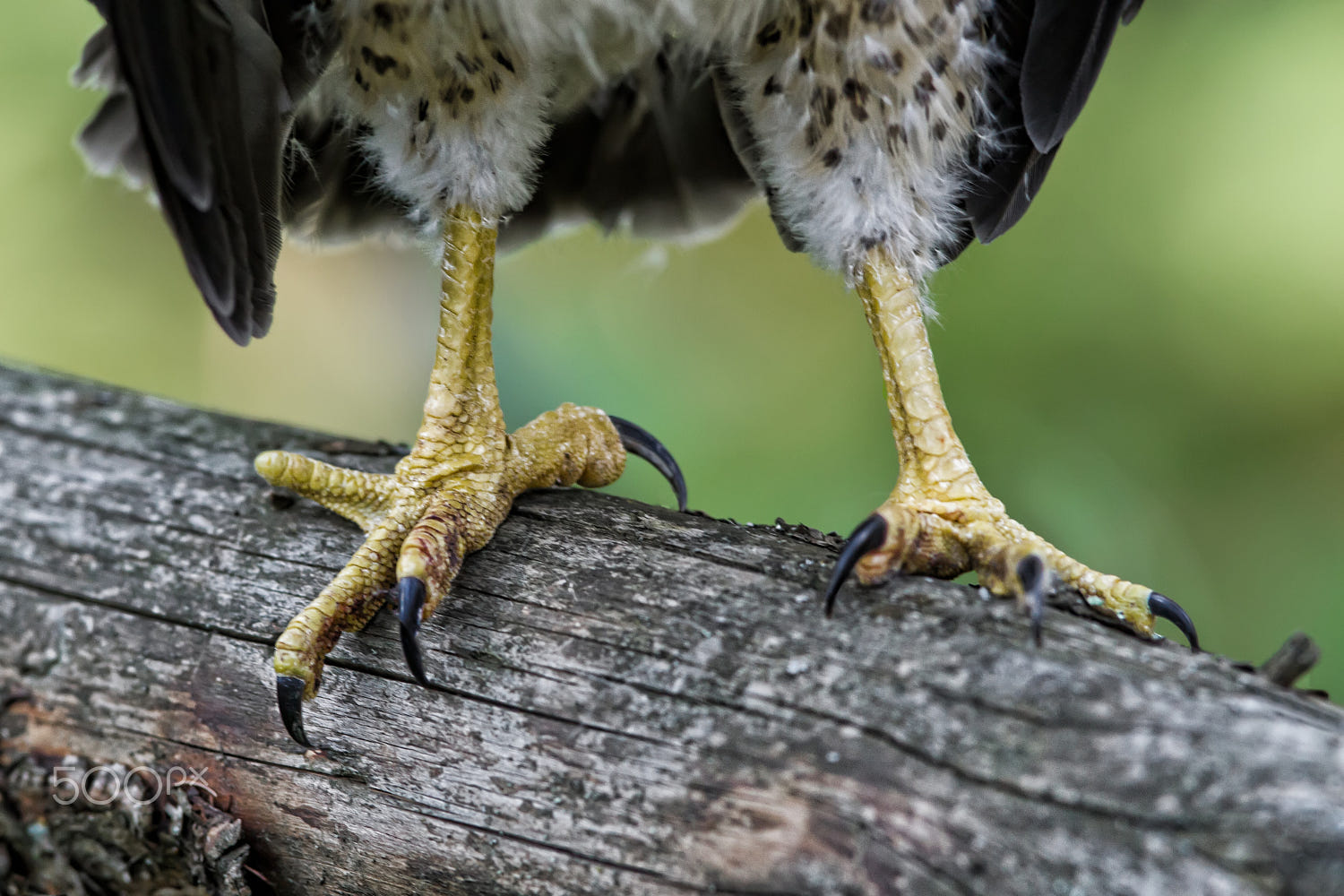 Broad-winged Hawk Talons by Raymond Lee / 500px