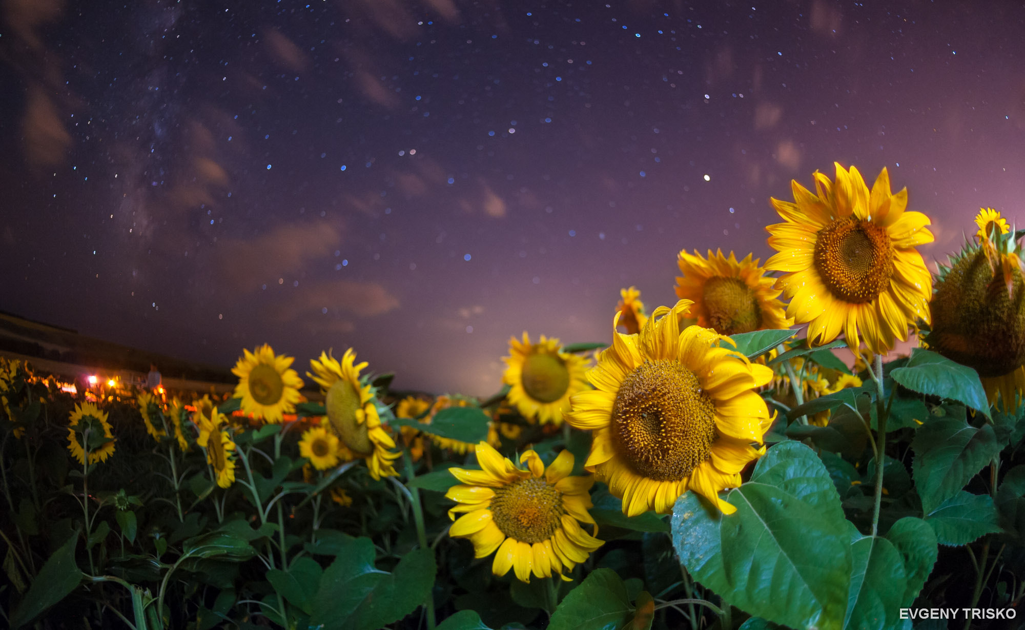 Sunflowers at night by Evgeny Trisko / 500px