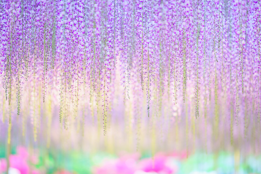 Árbol de glicina en el Parque de Flores Ashikaga de Japón