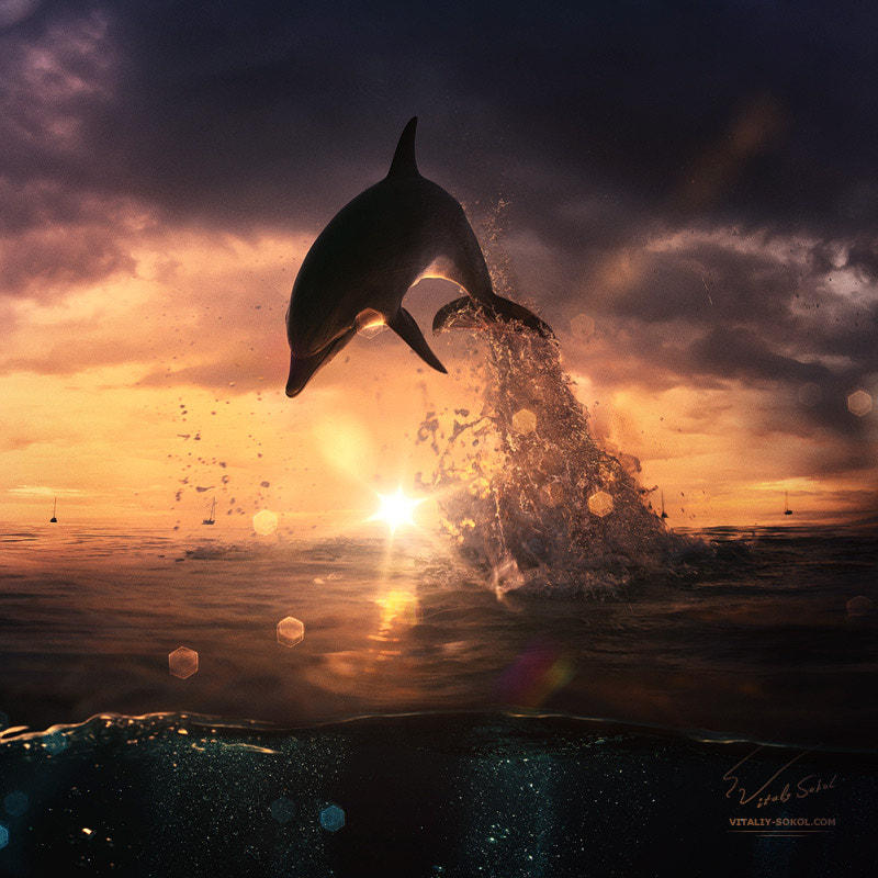 Olympus C8080WZ sample photo. Beautiful dolphin jumping from shining water photography