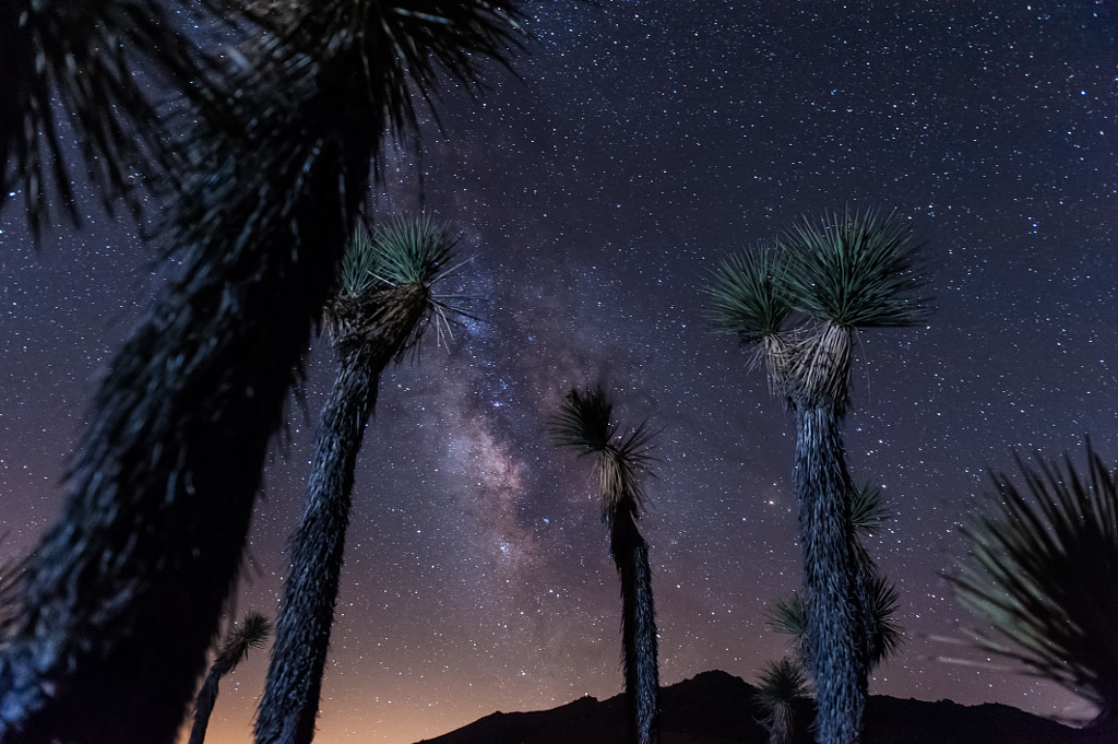 Milky Way over Jasua Trees by Fluidity on 500px.com