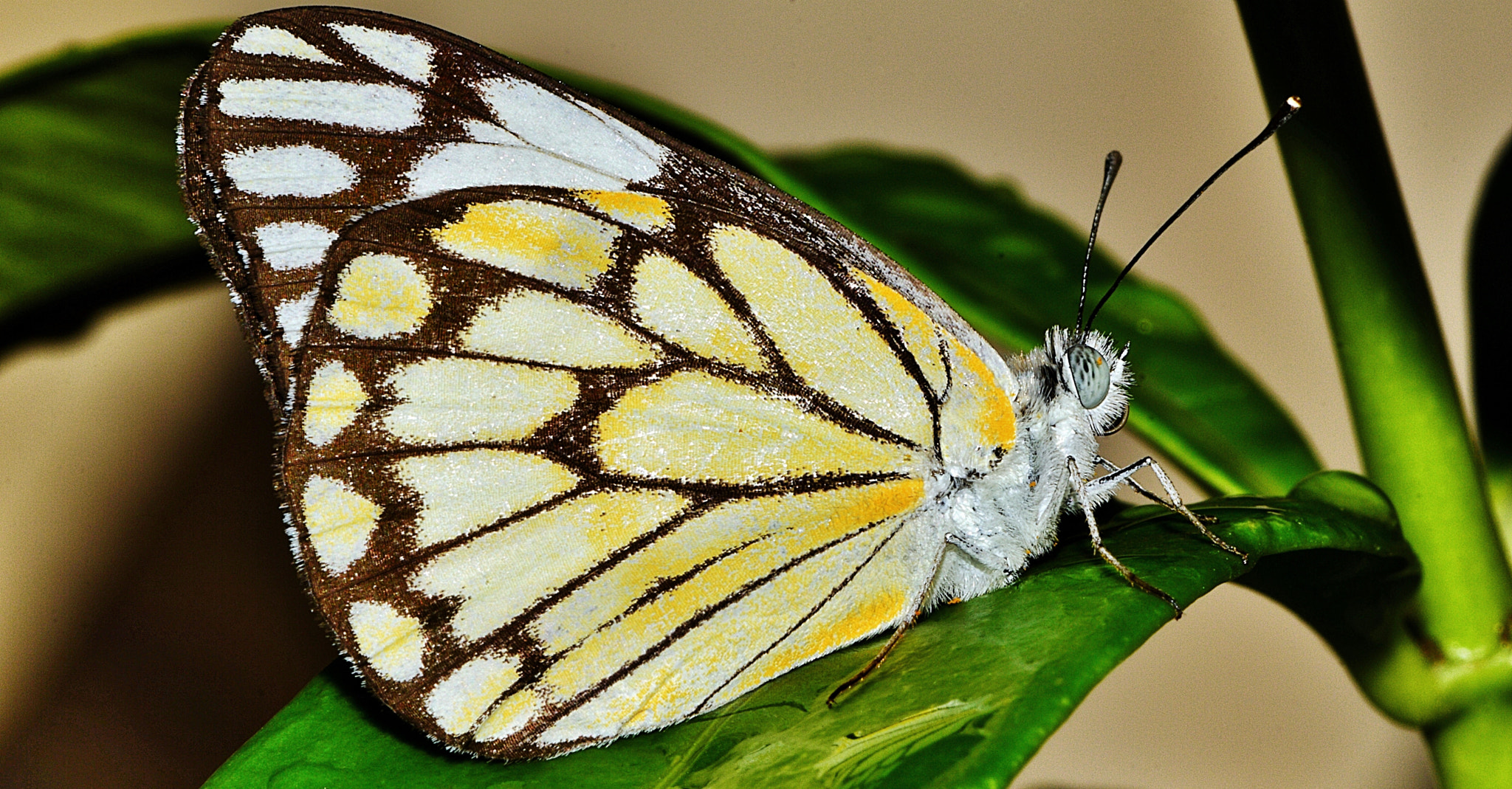 Pioneer Butterfly  (Belenois aurota)