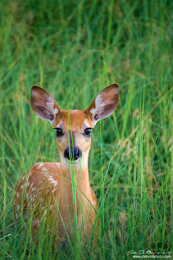 White-tailed Deer Fawn In Grass