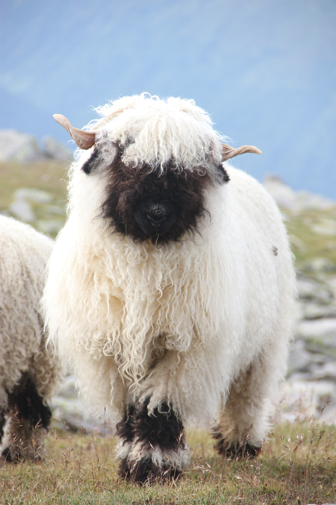 Mountain sheep Switzerland by Pieruschka - Photo 43864538 / 500px