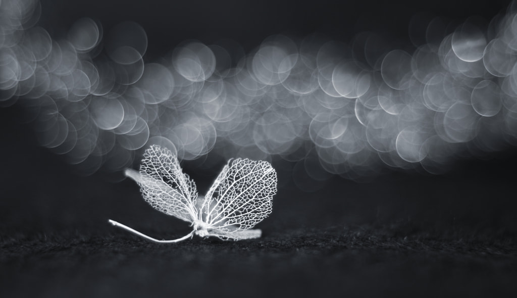 White fairy by Shihya Kowatari on 500px.com