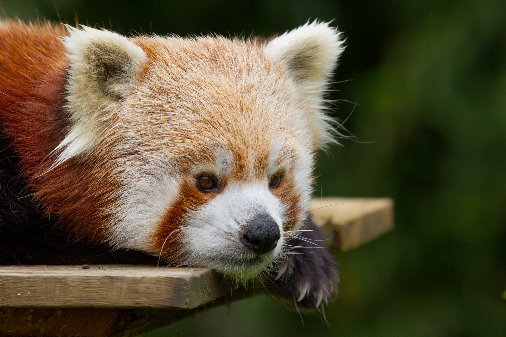 Photos Of Red Pandas Slacking Off That Are Really Cute 500px