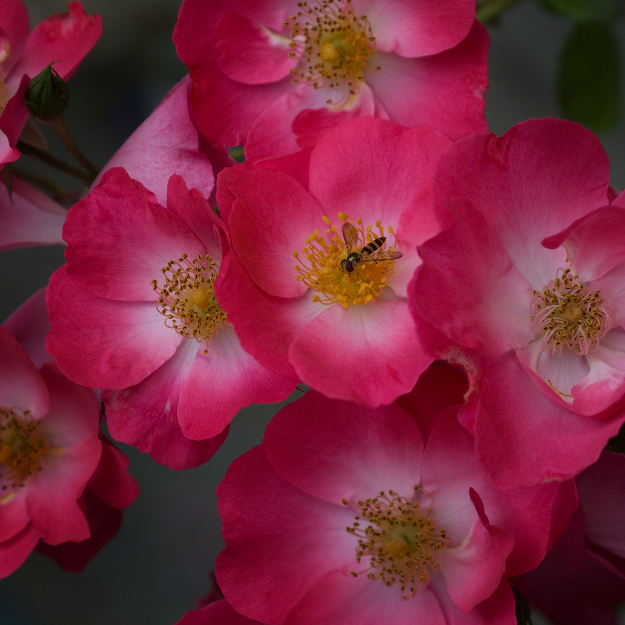 False Bee and Roses