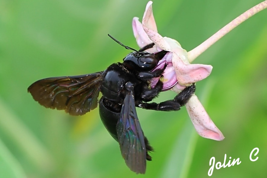 The BIG Black Bee by Daniel A.S / 500px