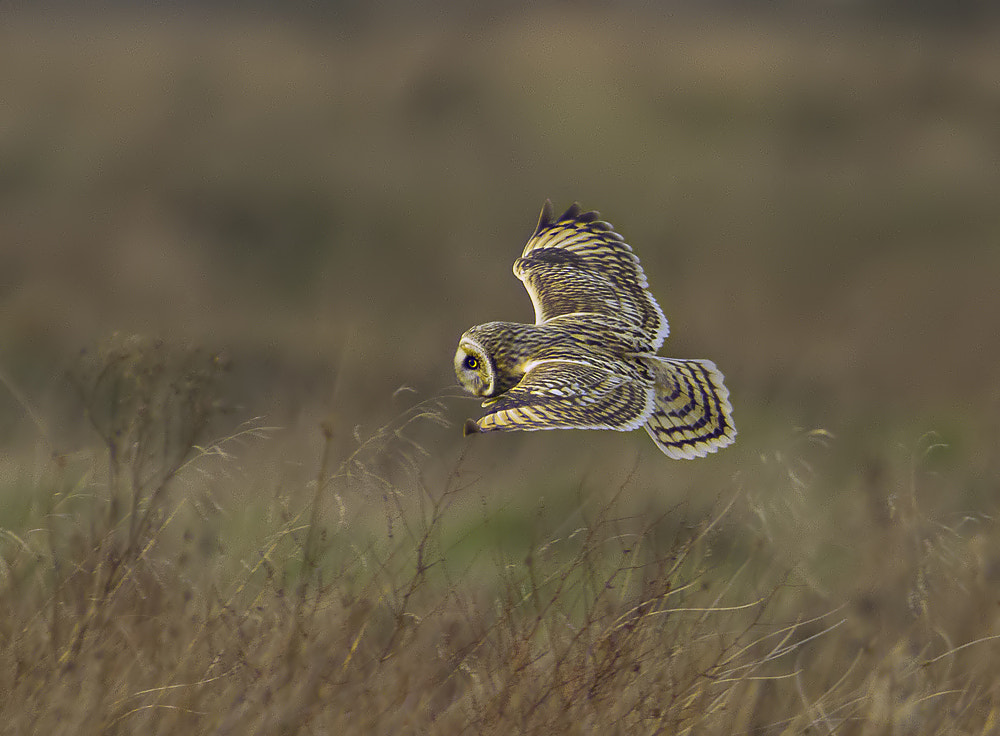 Short Eared Owl