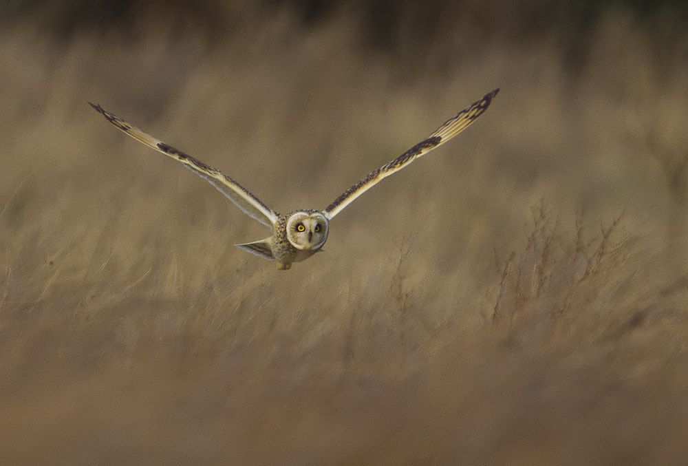 Short Eared Owl