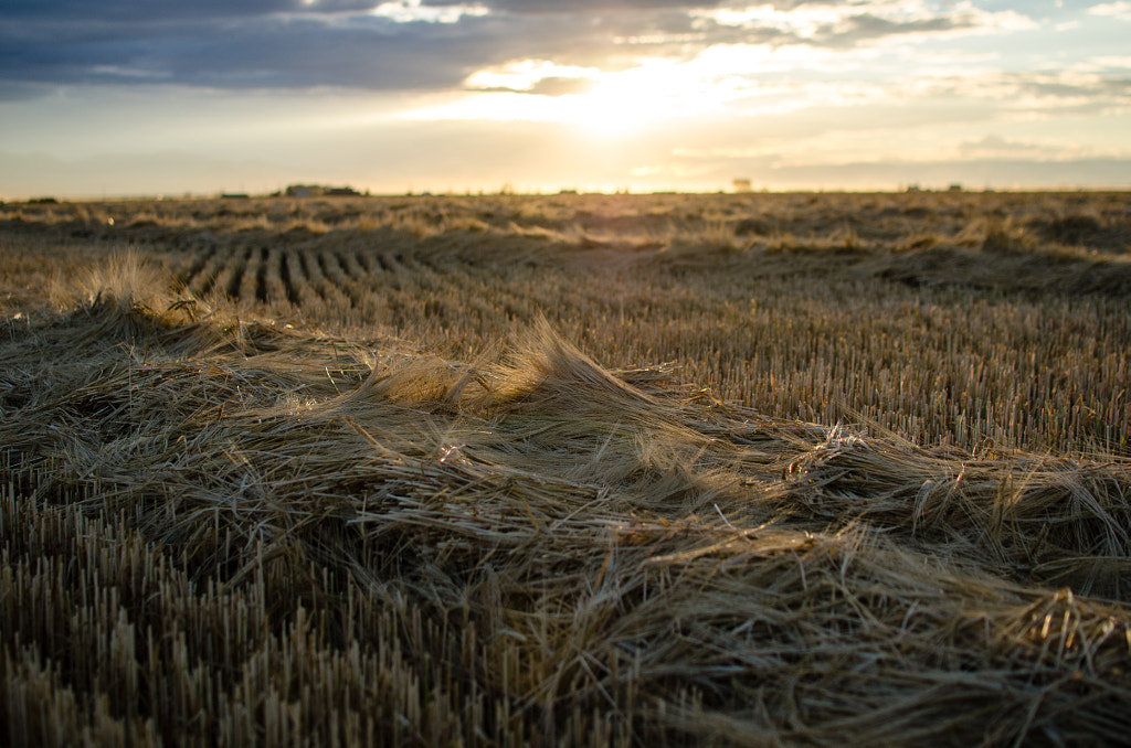 Sunset Over Barley Field by Travis Harvey on 500px.com