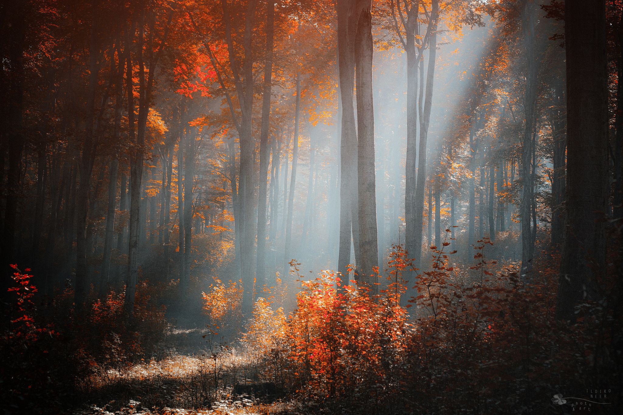 Forest Stage by Ildiko Neer / 500px