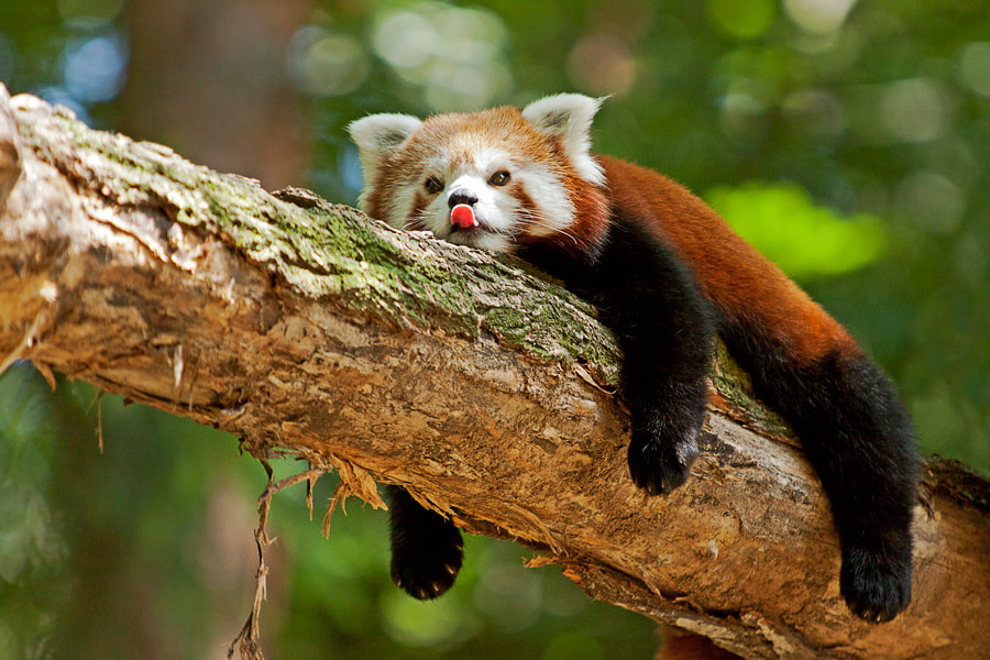 Photos Of Red Pandas Slacking Off That Are Really Cute 500px