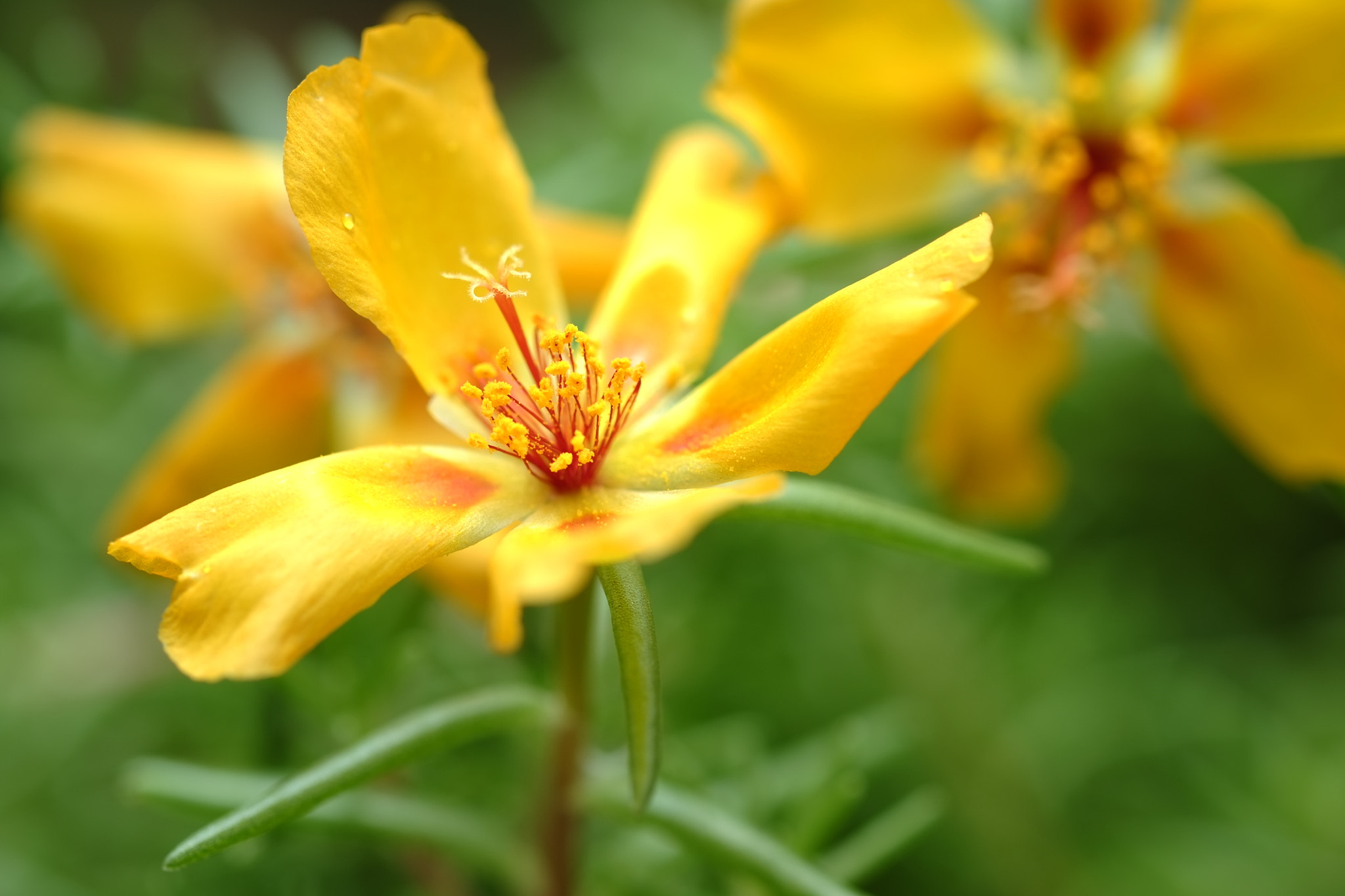 松葉牡丹 Portulaca grandiflora