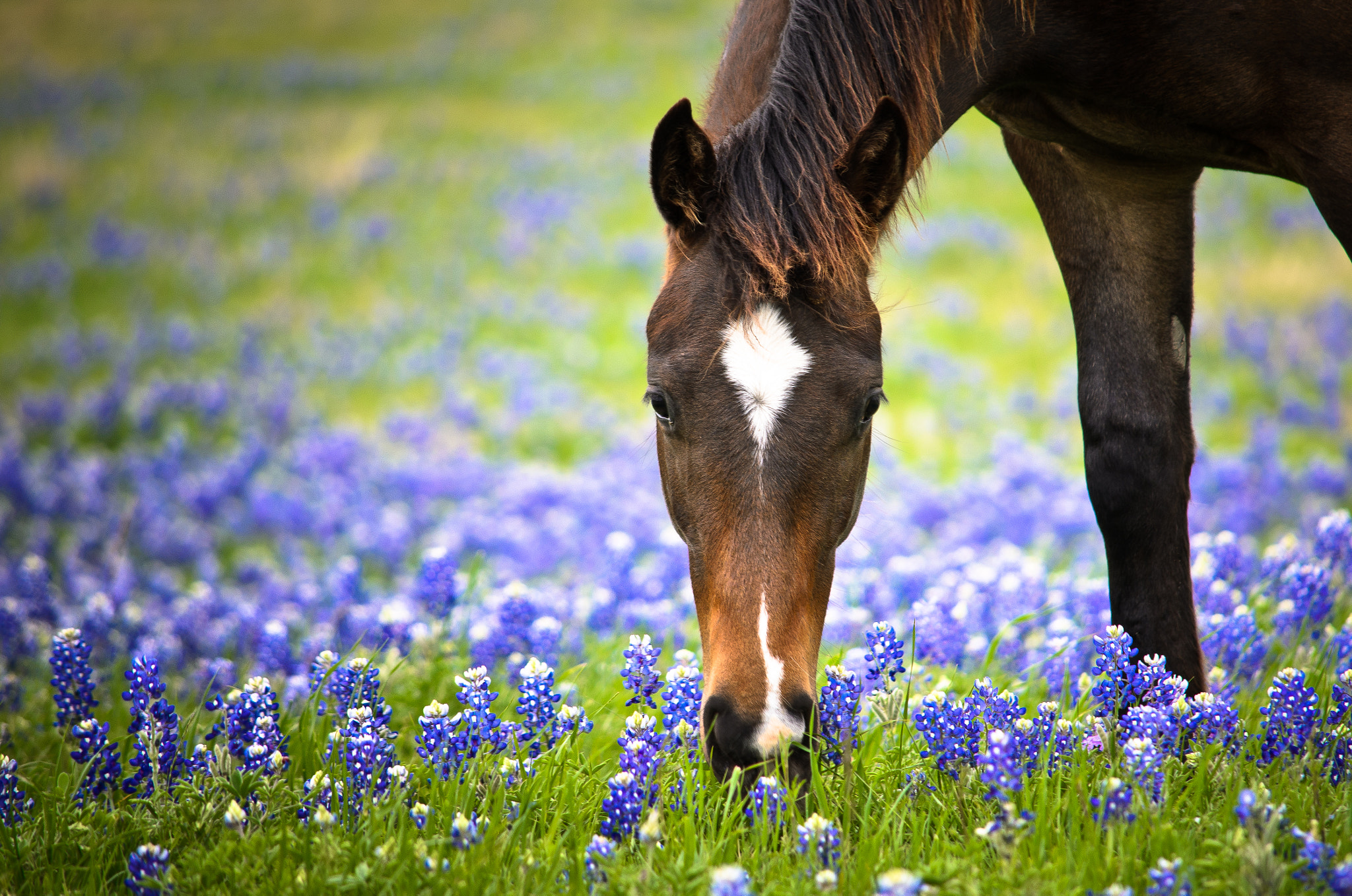 Springtime Horse by Tony Krup Photo 4457377 / 500px