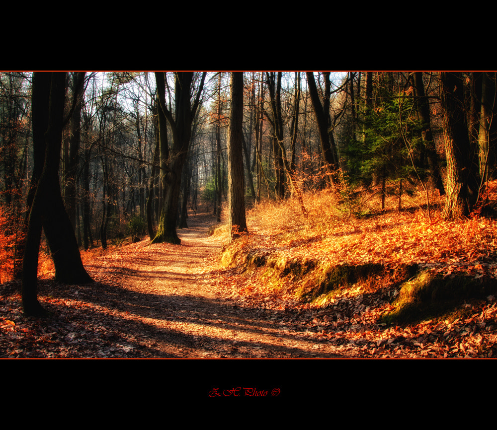 In The Woods
