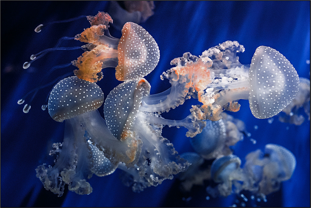 jellyfish photography