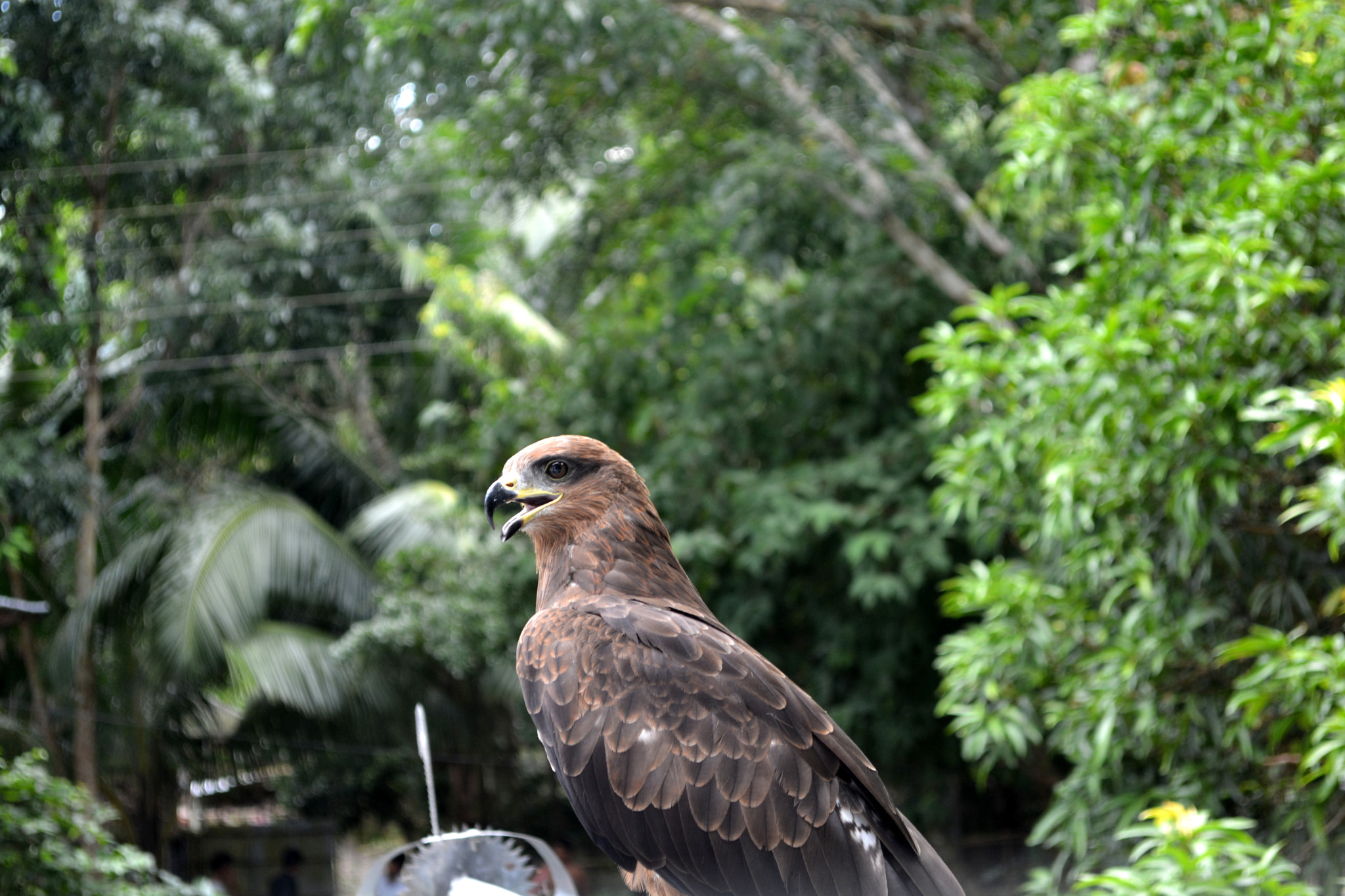 dont-quack-like-a-duck-soar-like-an-eagle-by-plaban-roy-500px