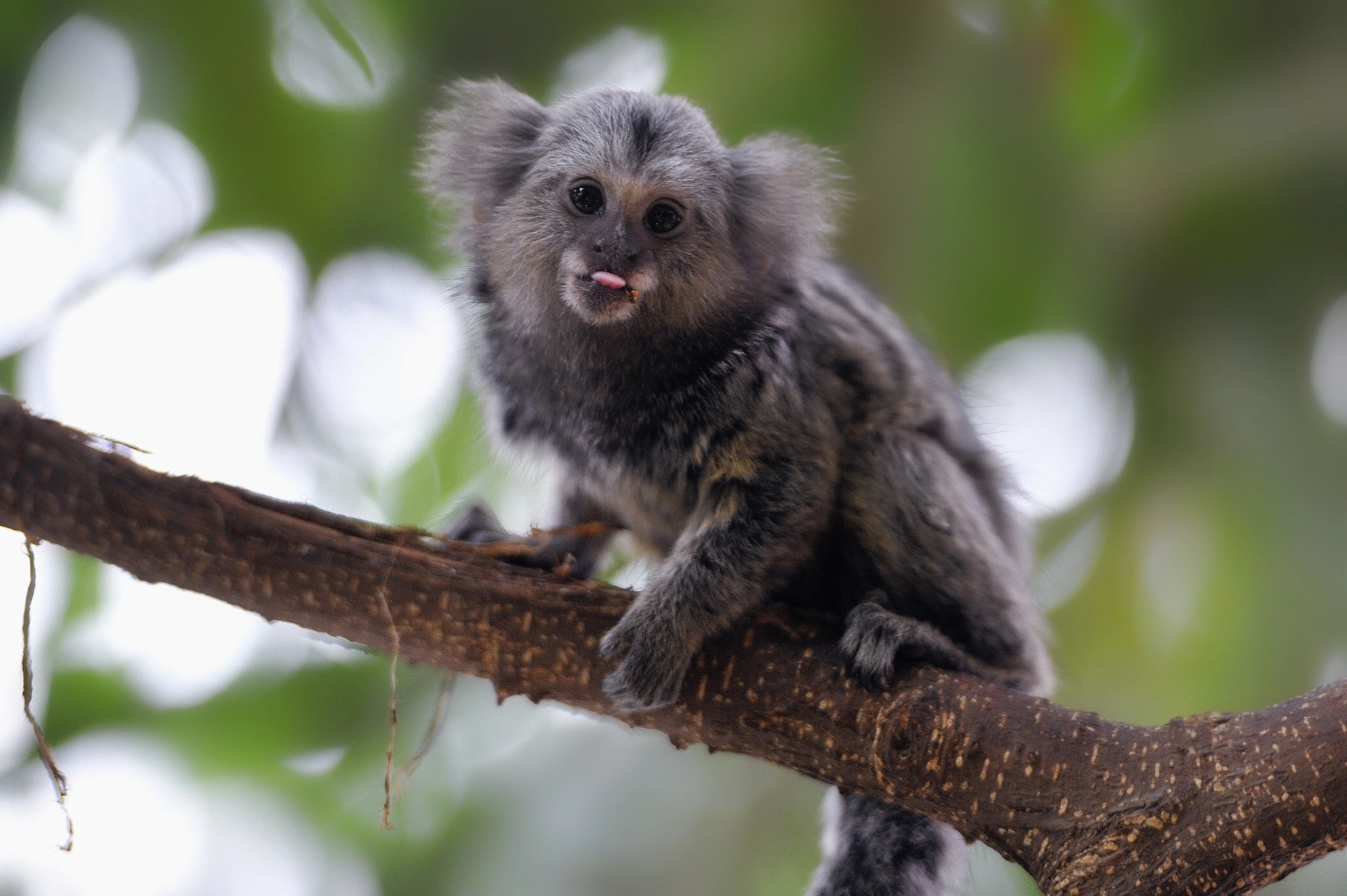 Common Marmoset Baby by Josef Gelernter - Photo 4476738 / 500px 