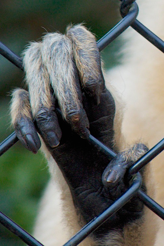 Hairy Knuckles by Barry Forshaw / 500px