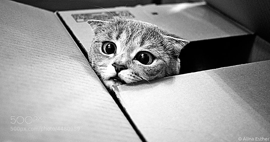 Special Delivery by Alina Esther
