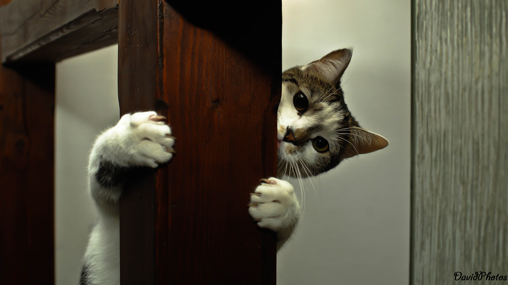 Lui at home by David Gajdos on 500px.com