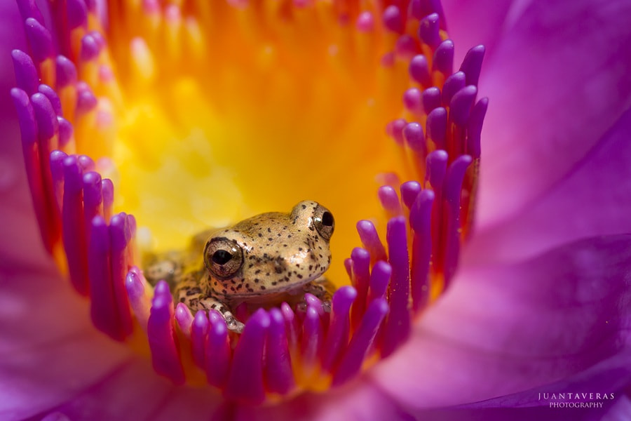 Hidden into the flower by Juan Taveras on 500px.com