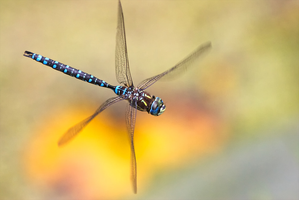 Caught in flight 2 by Tibor Skarupa on 500px.com