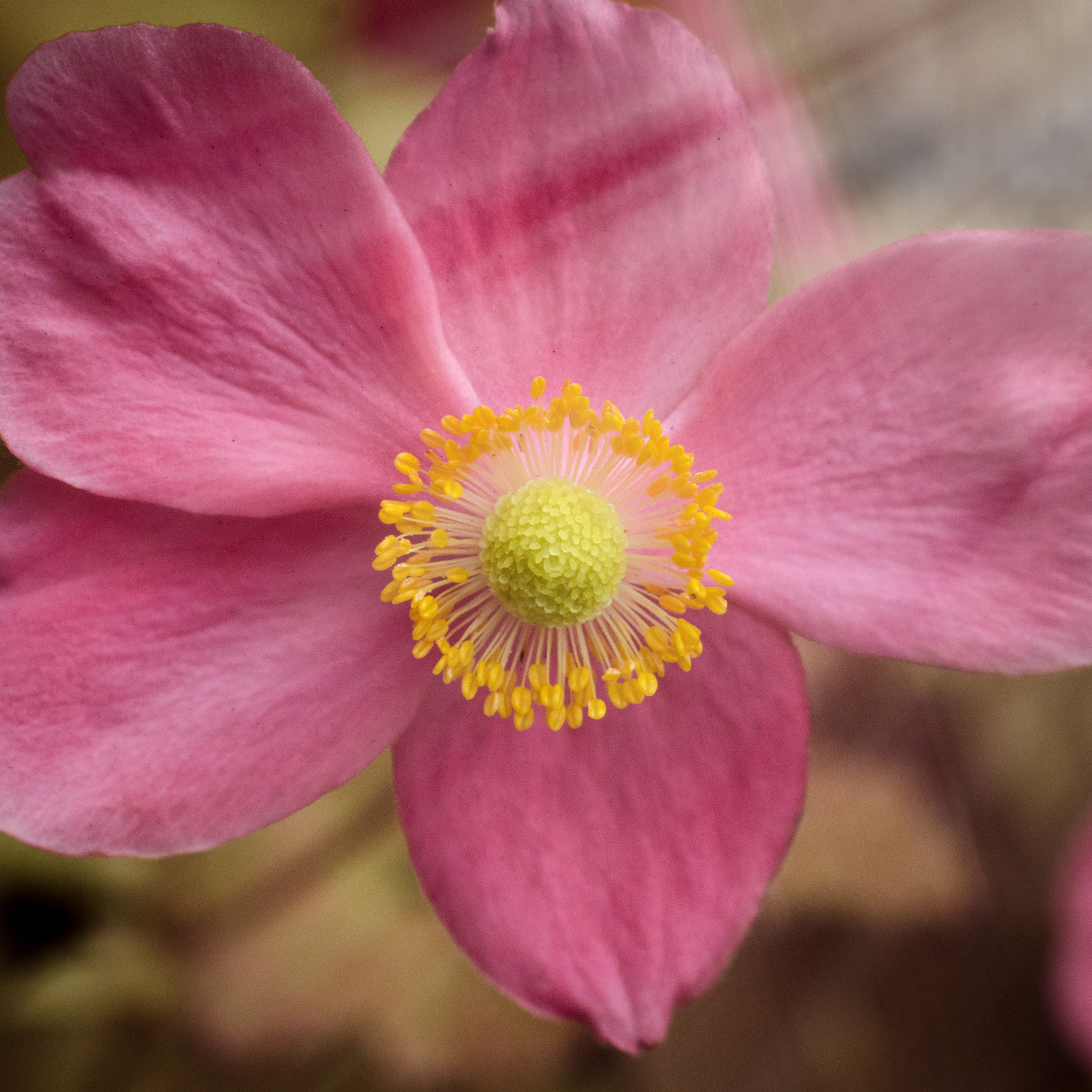 Nikon D7000 sample photo. Flower -- false color photography