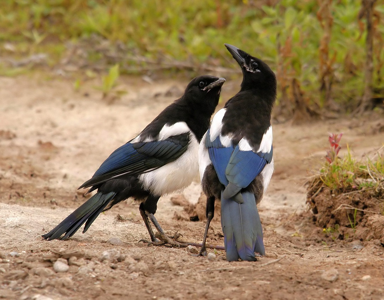 Magpies talking ! by John Robinson / 500px