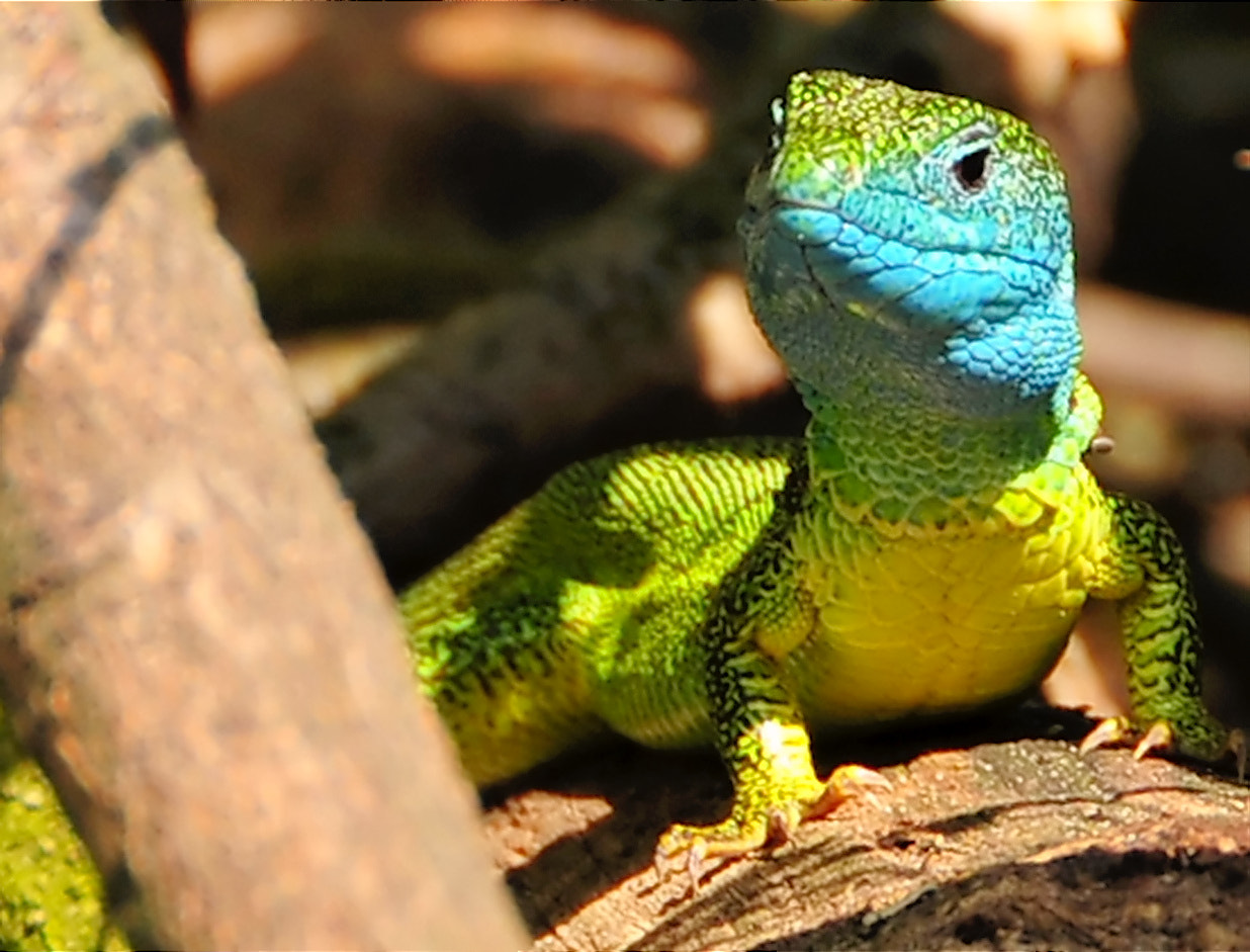 European green lizard by R G Photo 4524672 / 500px