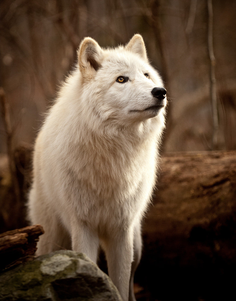 Lakota Wolves By Paul Michael Kane 500px