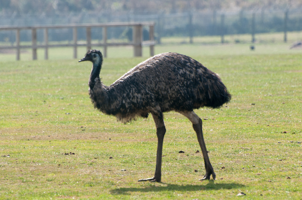 Emu Top 10 biggest birds in the world - Emu