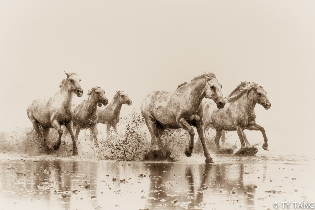 Wild horses galloping through the marshes of southern France. by TY ...