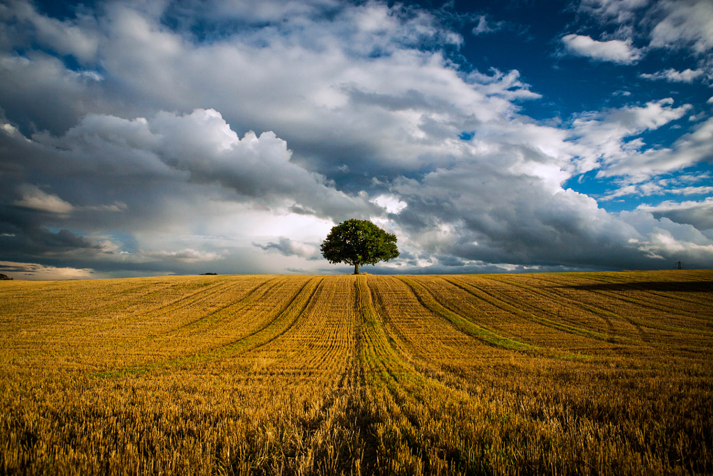 Lonely Tree by Ray Schwartz / 500px