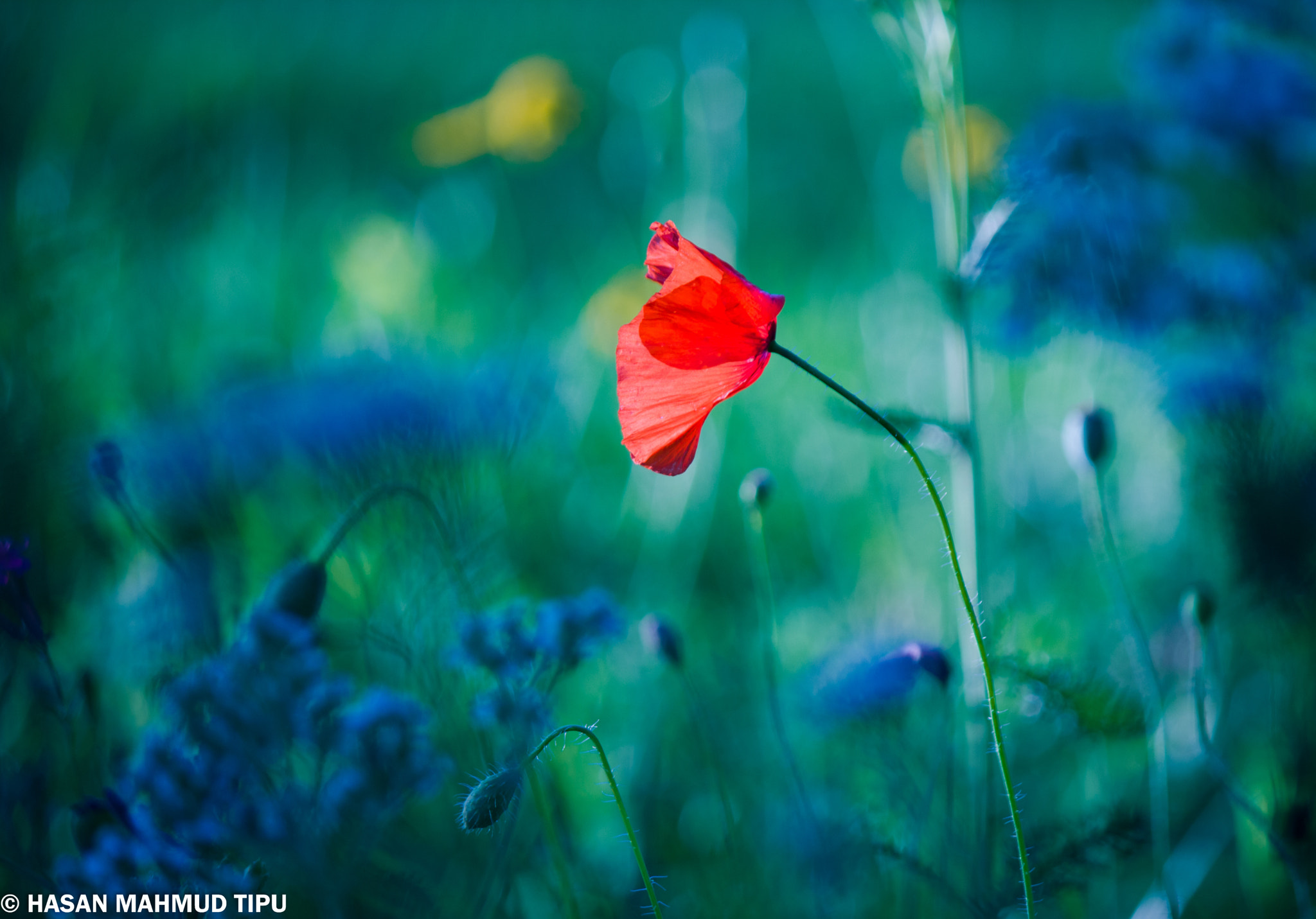 RED by Mohammad Hasan on 500px.com
