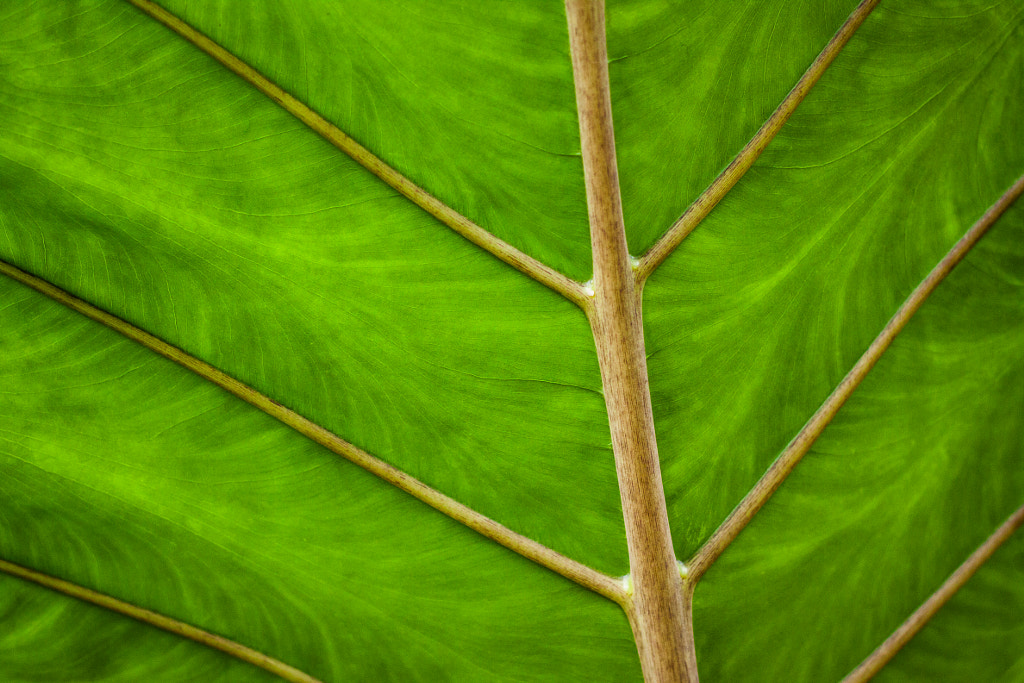 Vivid Green Leaf by Chris Howard on 500px.com