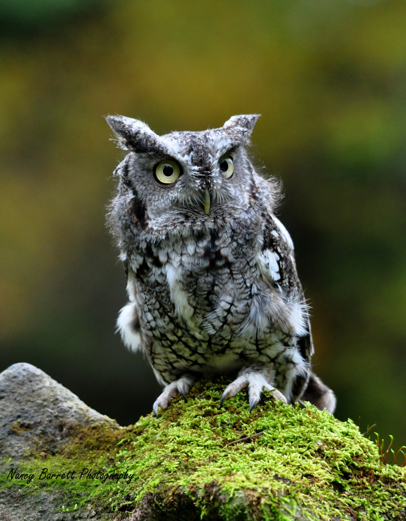 Eastern Screech Owl by Nancy Barrett on 500px.com