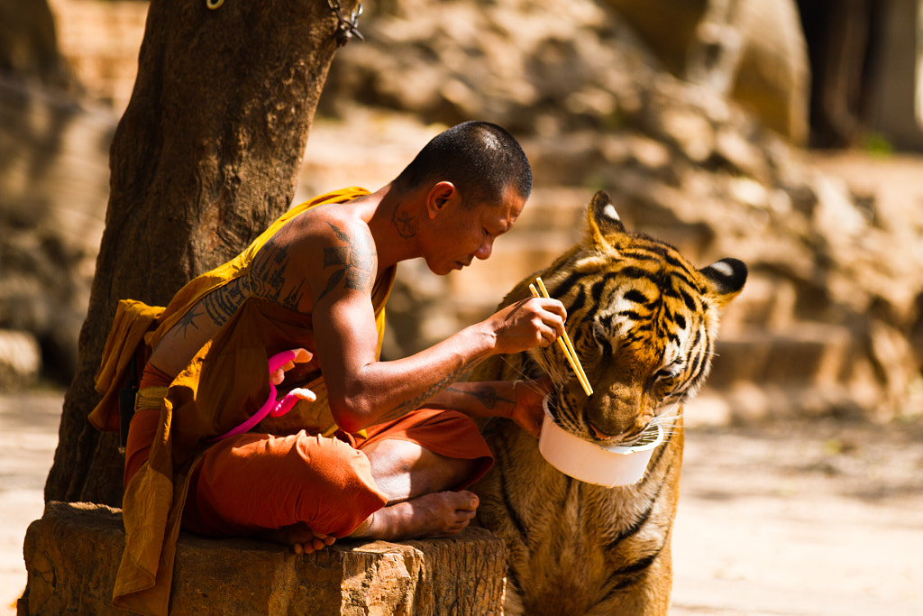 Monk  and Tiger sharing their meal. by Wojciech Kalka on 500px.com