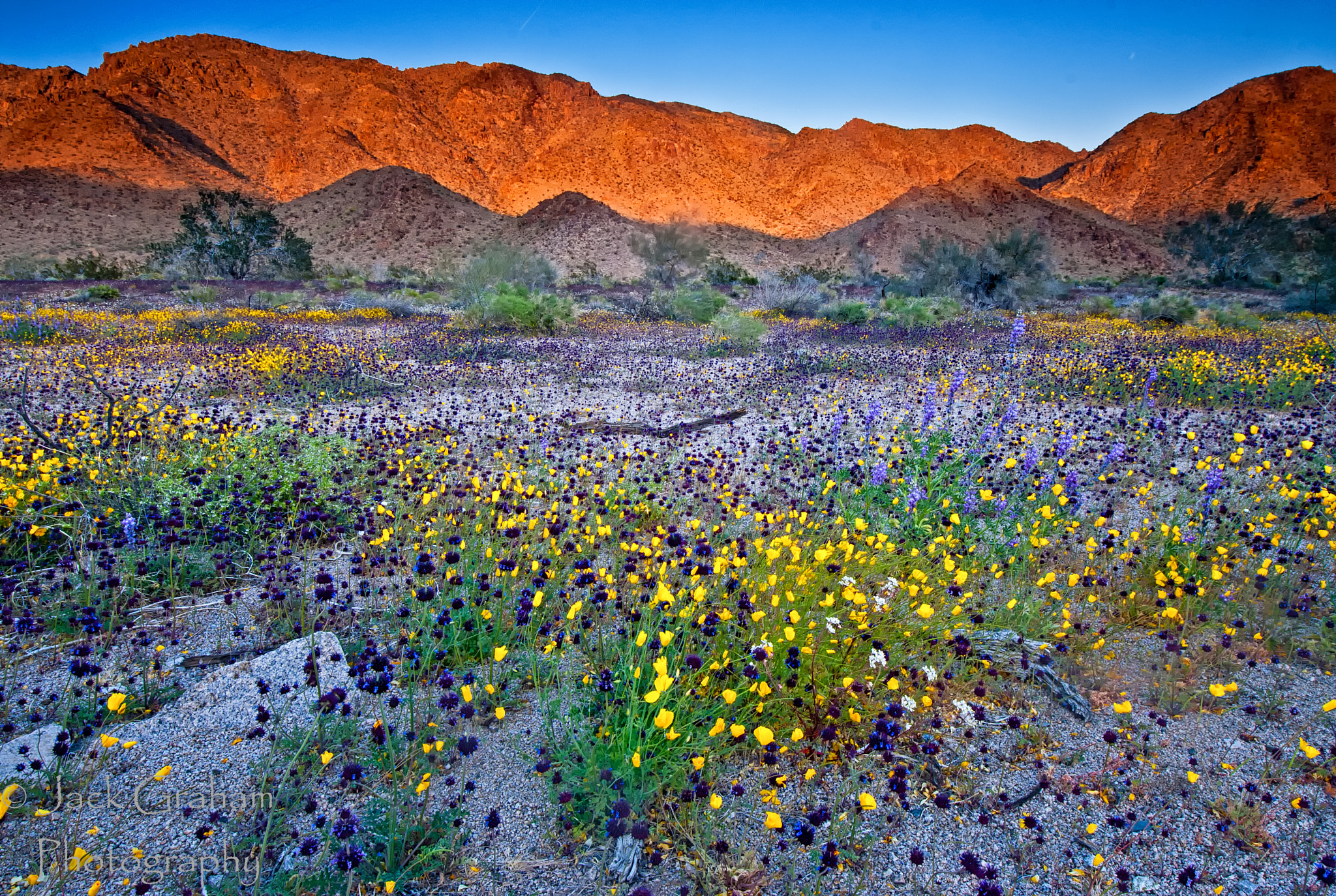 Desert Bloom in Joshua Tree NP by Jack Graham / 500px