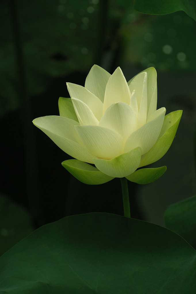 Lotus, Charlie Yau tarafından 500px.com'da