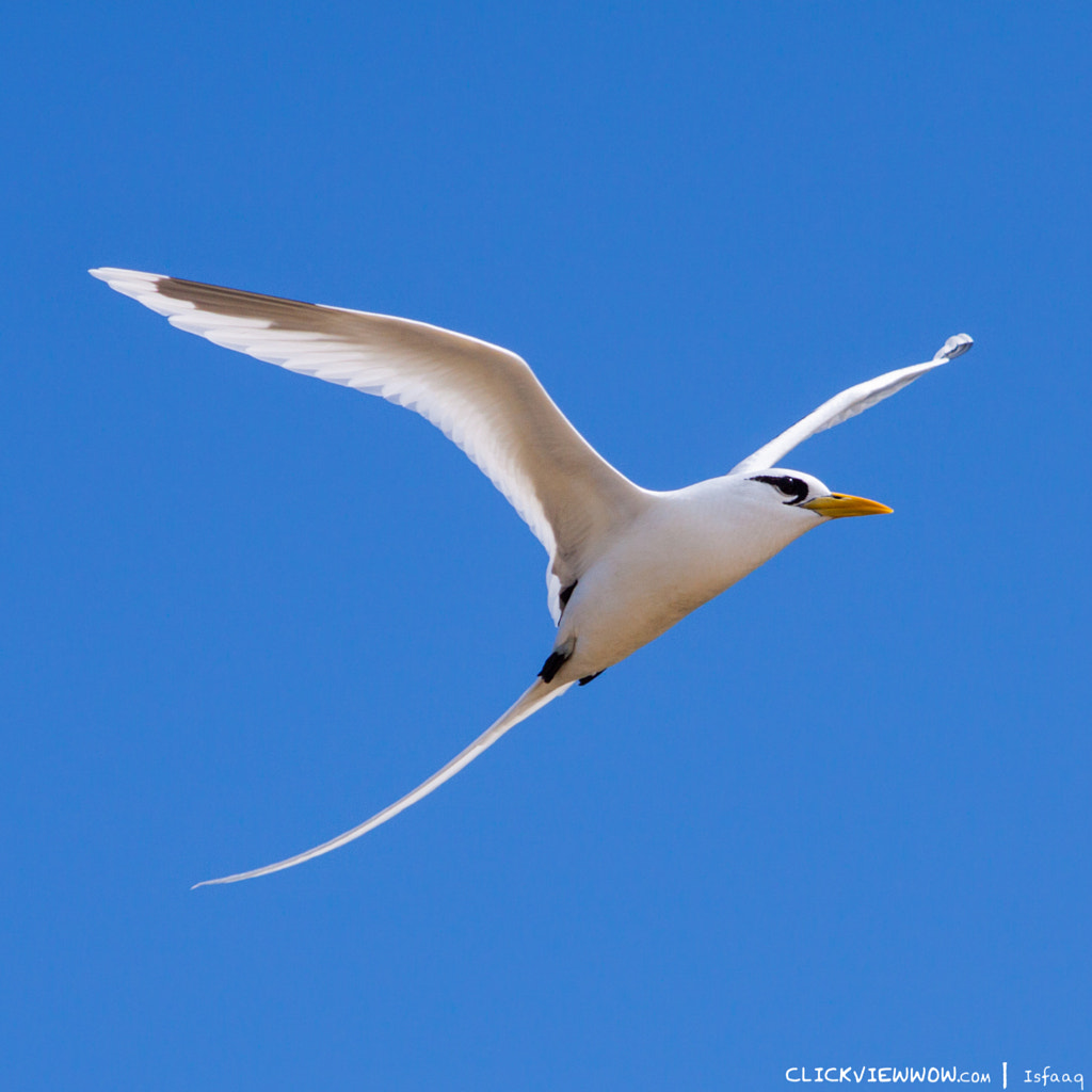 Paille en Queue by Isfaaq Caunhye / 500px