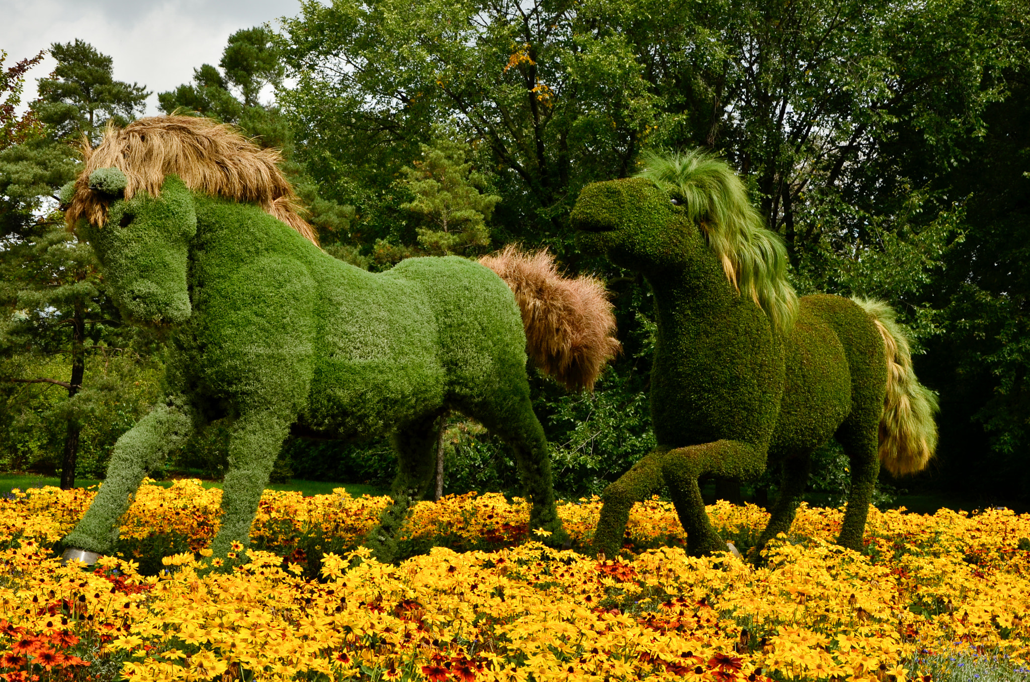 Végétal horses