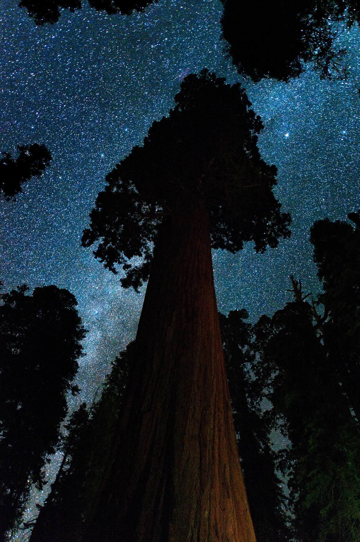 The Oregon Tree and the Milky Way