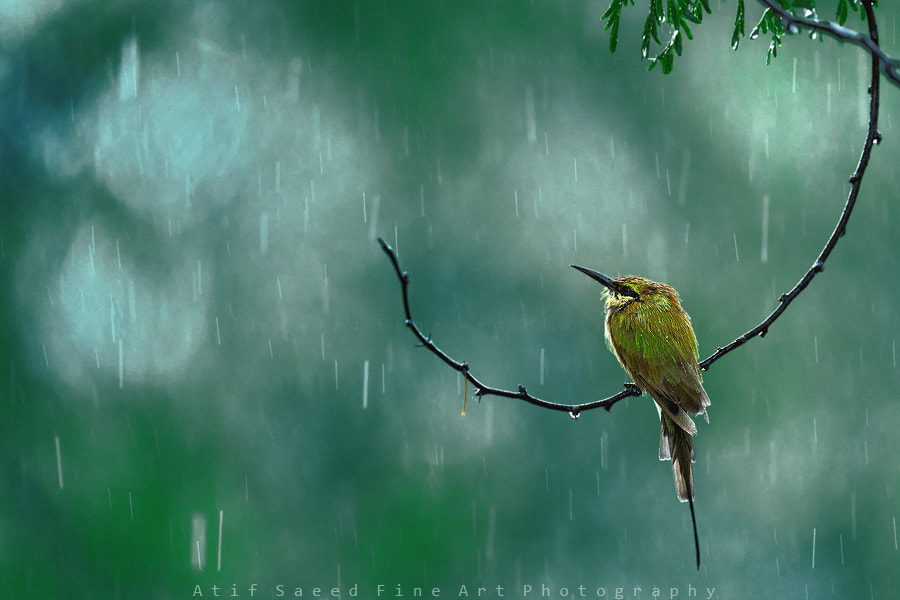 rain.. by Atif Saeed on 500px.com