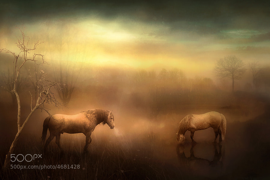Photograph Freedom to Roam by Jenny Woodward on 500px