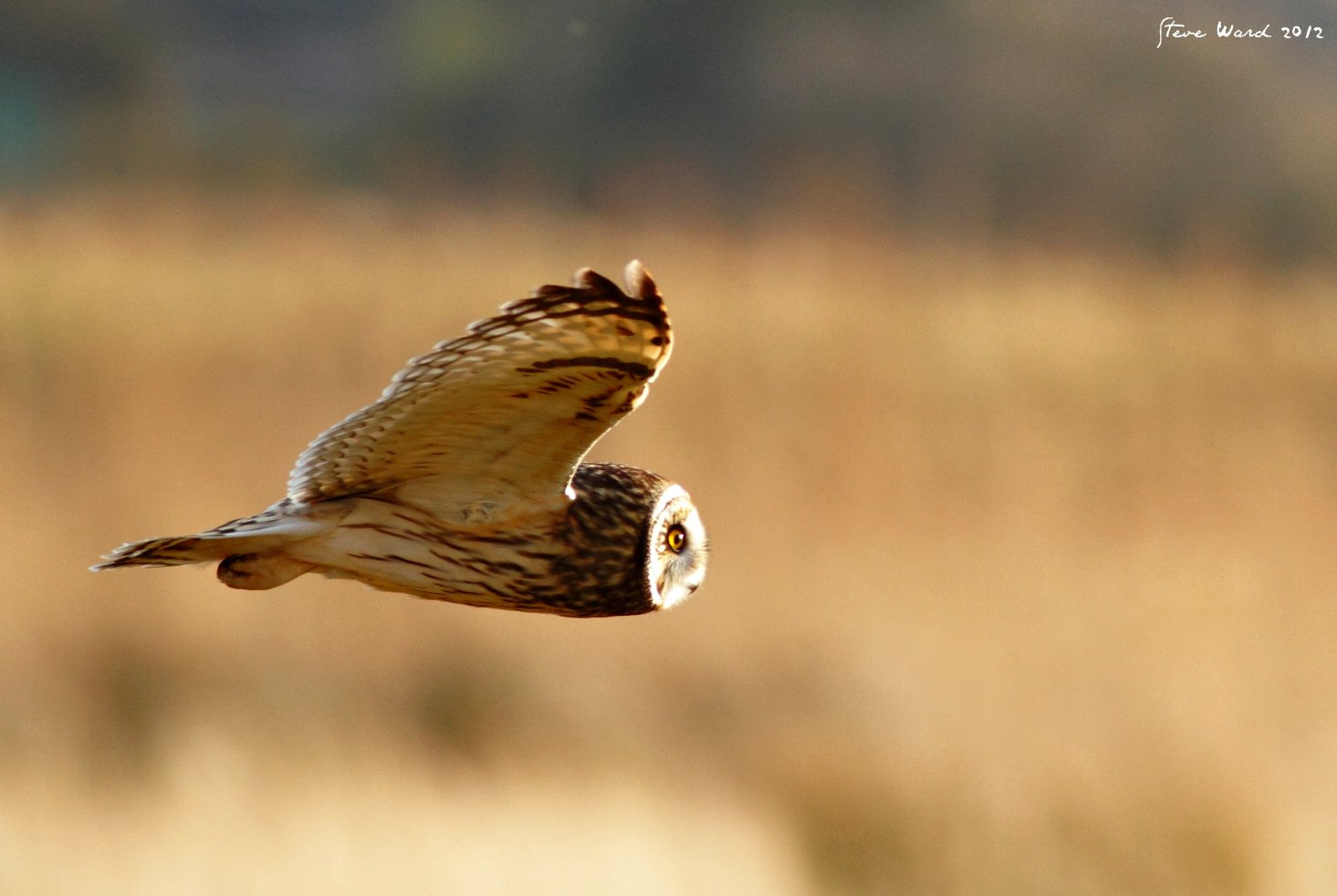 The glass eyed owl