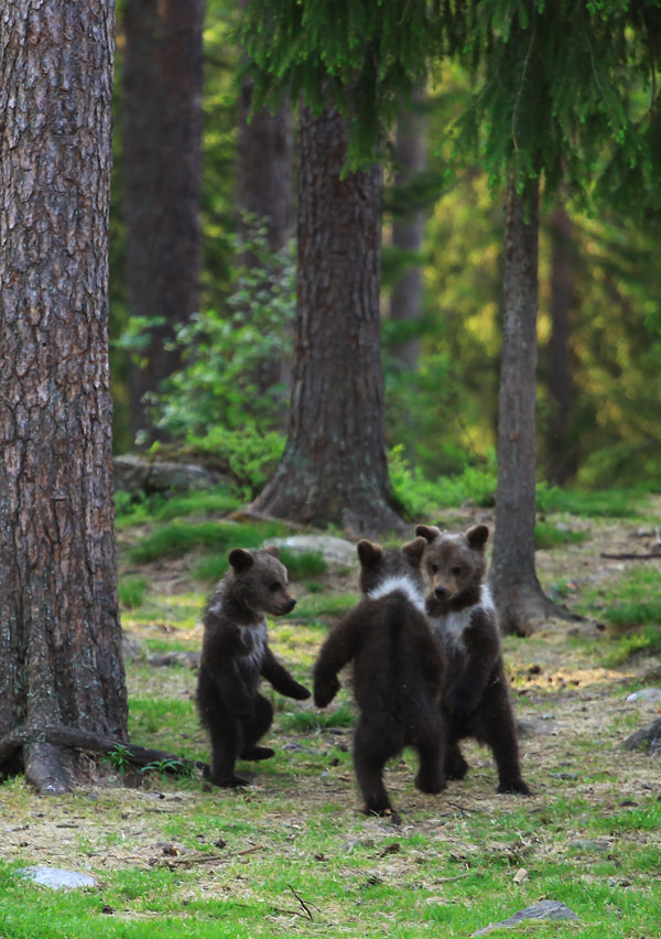 Finnish bears ... by Valtteri Mulkahainen on 500px.com