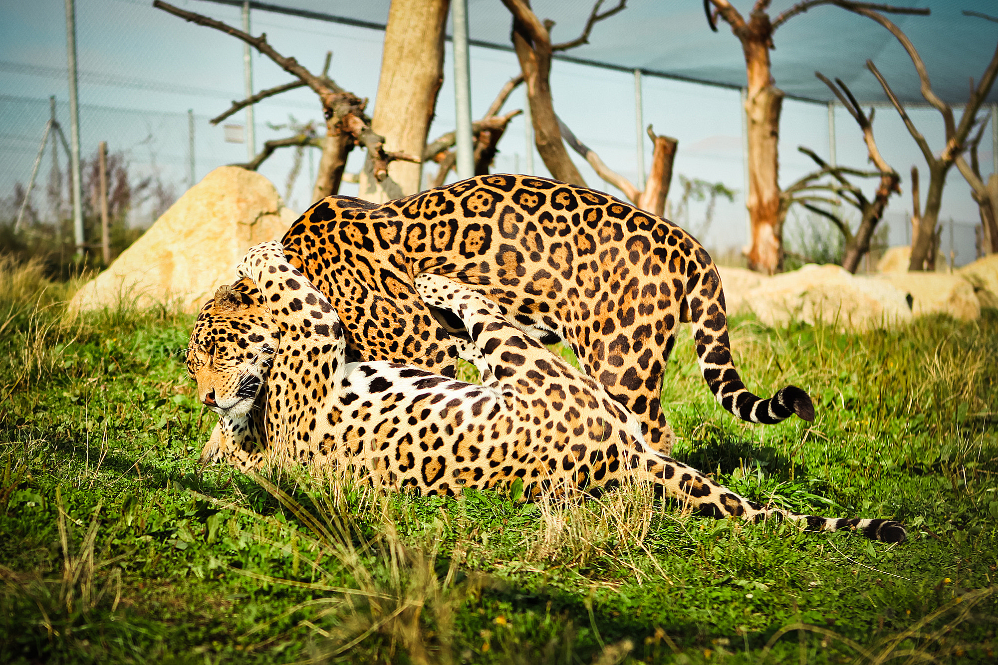 leopard hugs)