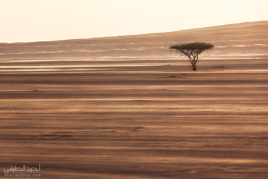Desert life by Ahmed  Altouqi on 500px.com